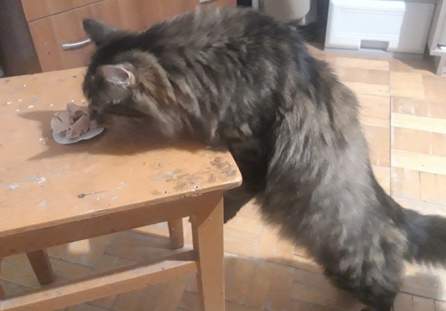 Котовторник. Добавляйте своих