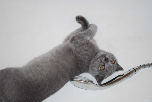 Кот - водяной!