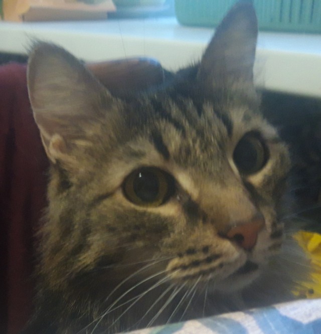 Котовторнику быть!