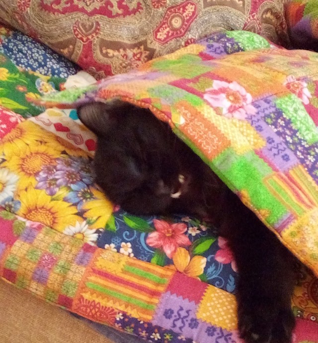 Хоба! Котовторник!