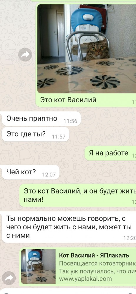 Кот Василий