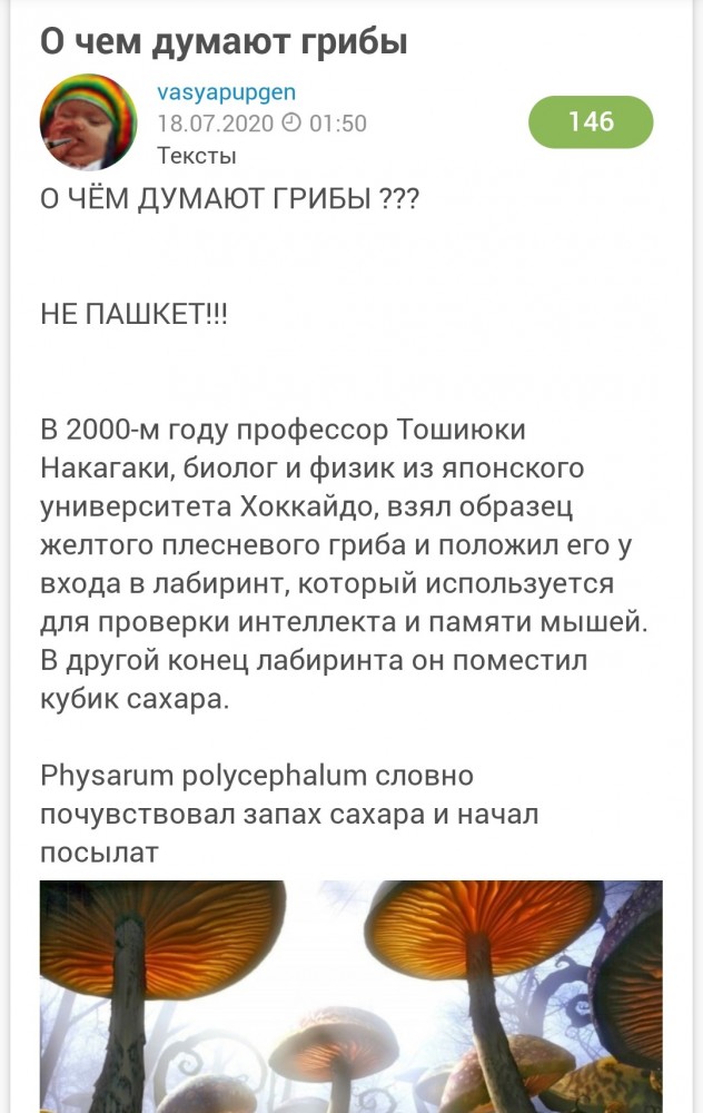 О чём думают грибы?