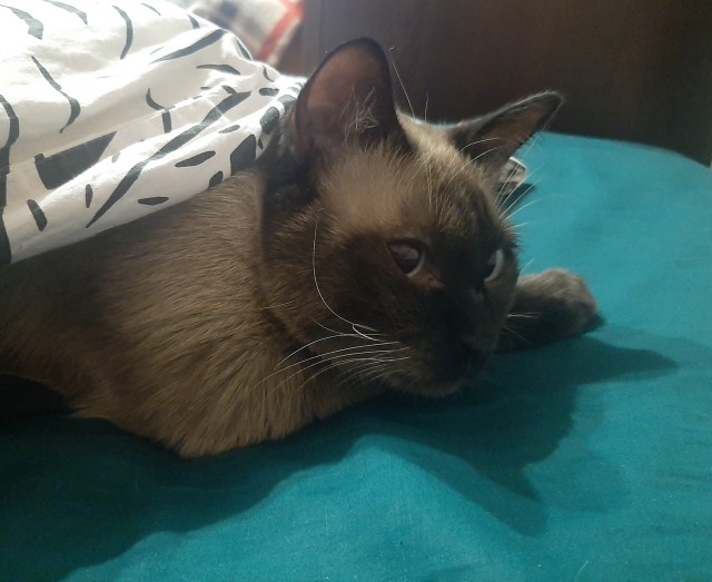 Солнце котовторника уже встало, Господа!