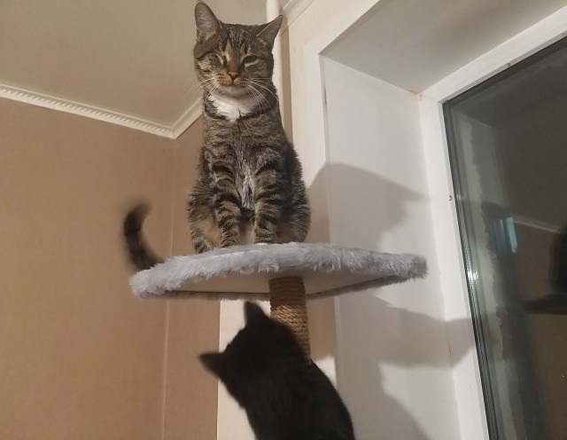 Котовторник так котовторник