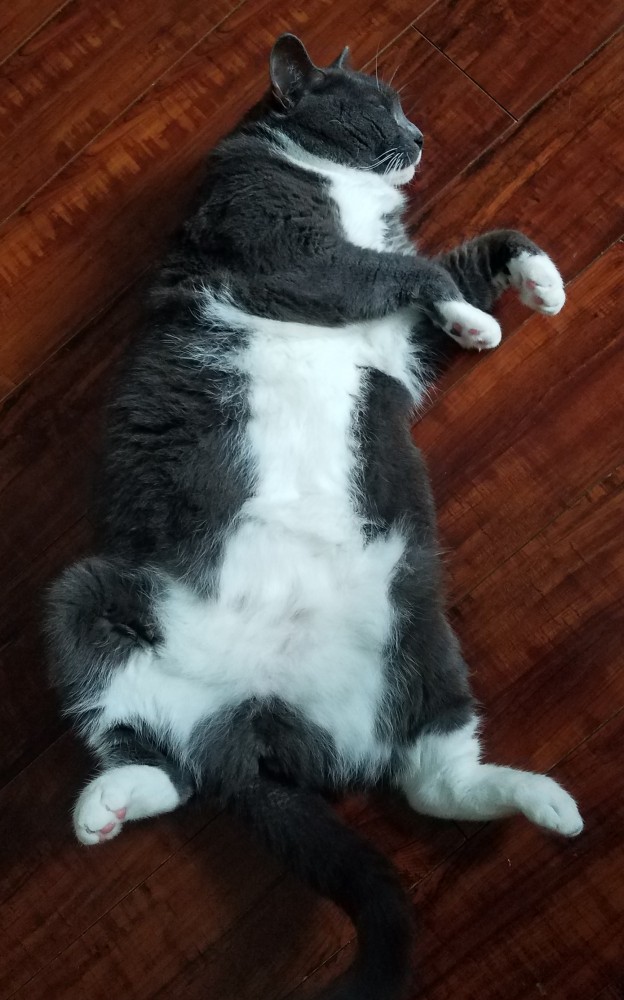 Котовторник. Буська