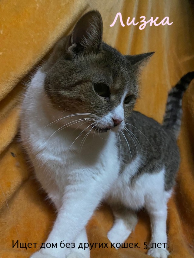 Жизнь домашнего приюта "Котоленд" 322