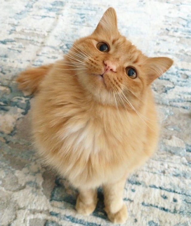 Забавные и милые котейки