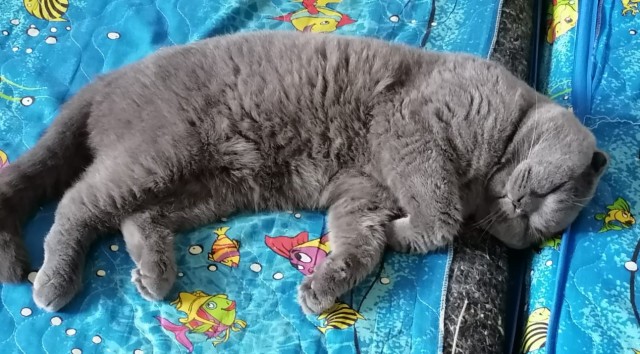 Это один и тот же кот