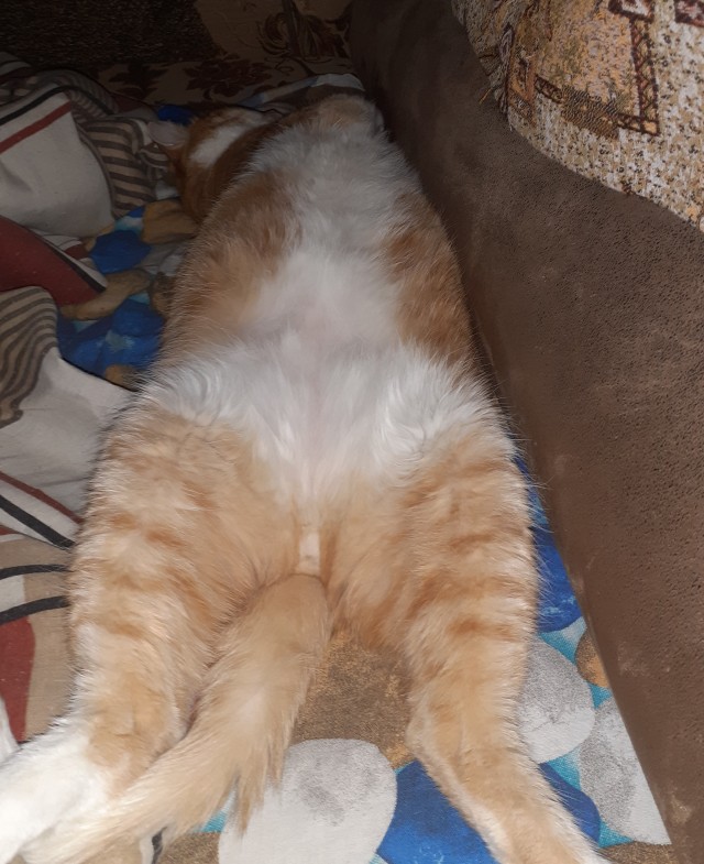 А это мой котан к котовторнику