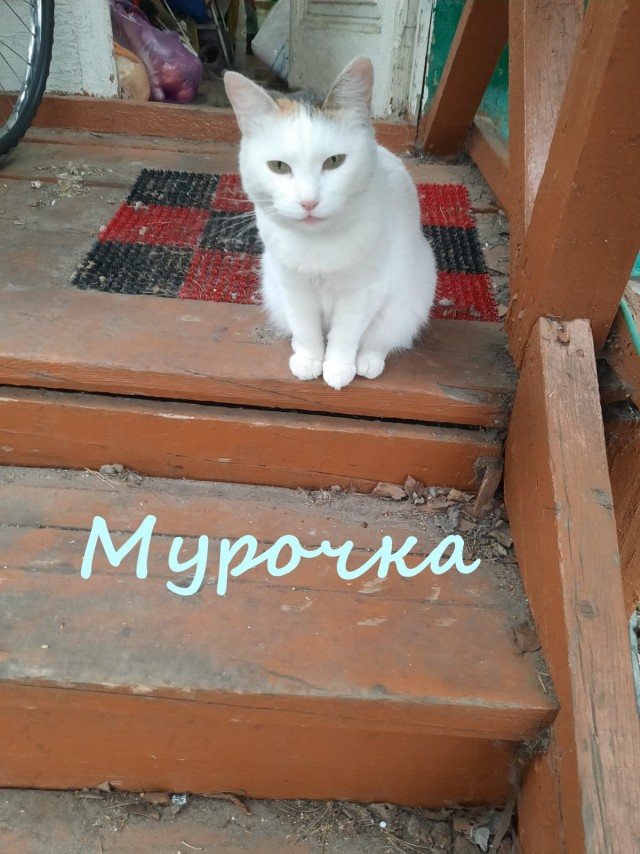 Жизнь домашнего приюта "Котоленд" 335