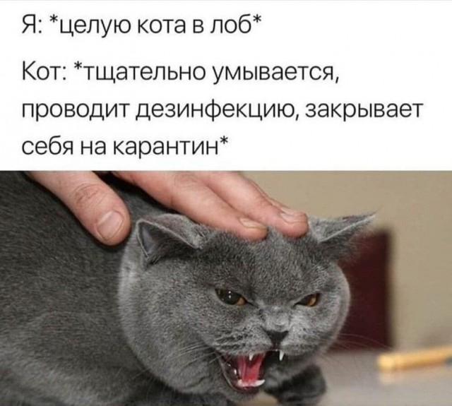 Картинки и мемы для настроения - 21