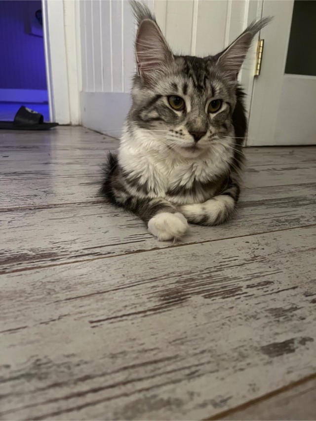К котофторнику