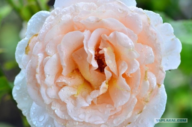 Путешествие по Северной Америке