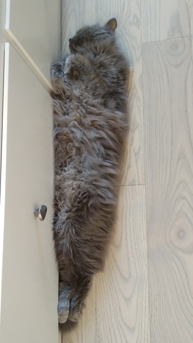 "Скатина"
