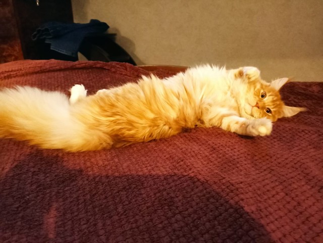 Кошка