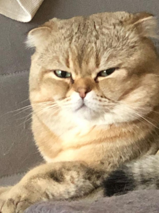 Мой Песдюк