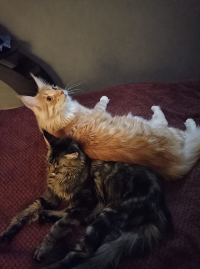 Кошка
