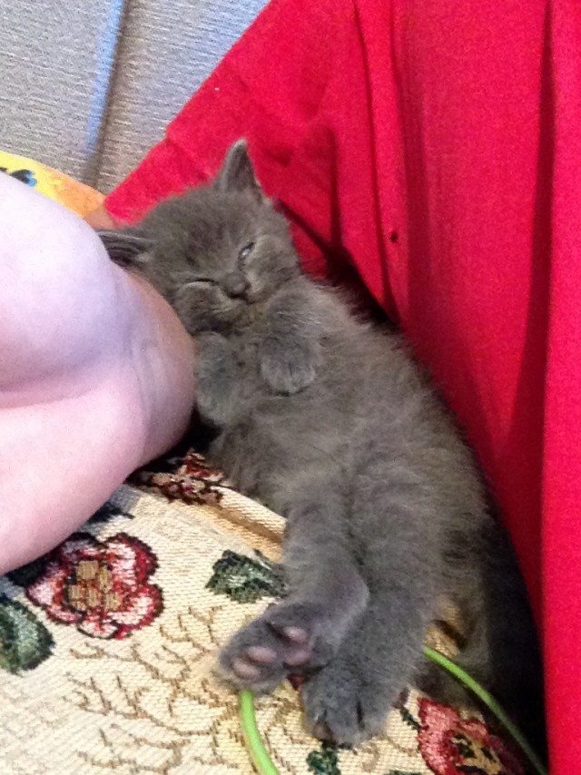 Котодракула