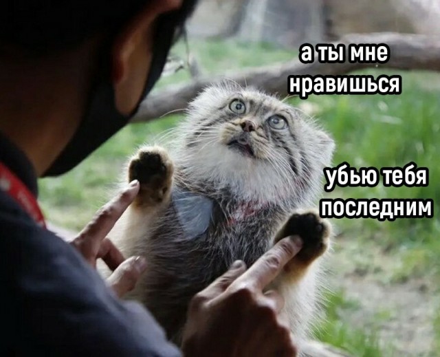 "-Ласковый манул! Да ладно?!"