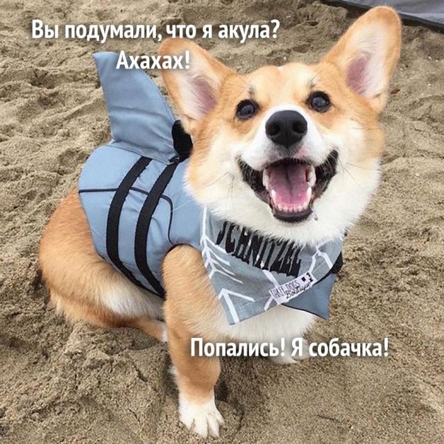 Картинки и мемы, всем хороших выходных