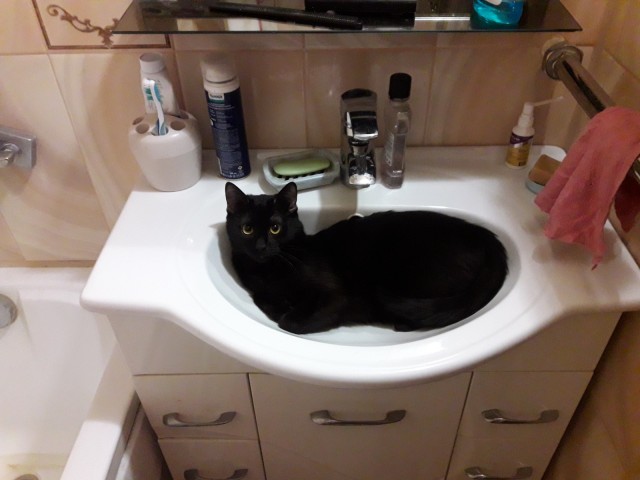 Чёрные коты не такие