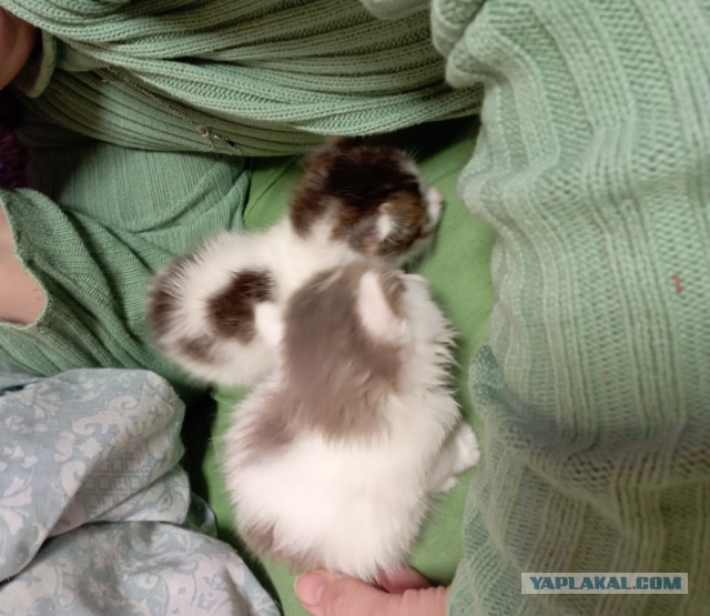Ненужный кот