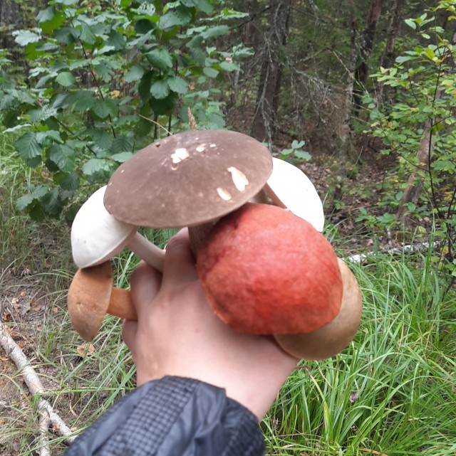 И снова про грибы