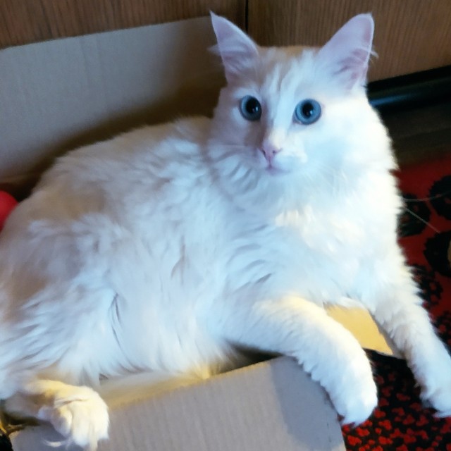 Котоснежность