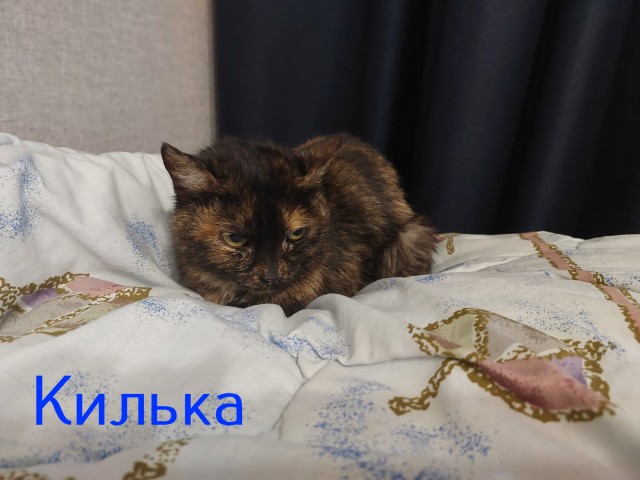 Жизнь домашнего приюта "Котоленд" 420