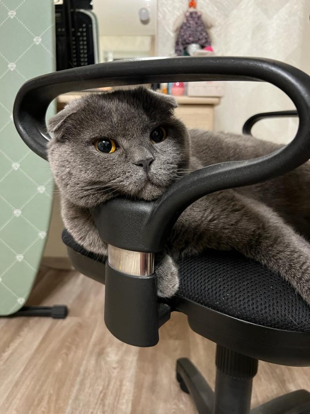 Моника