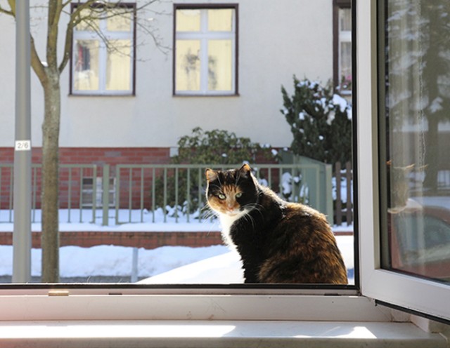 Котовторник  07.05.2013
