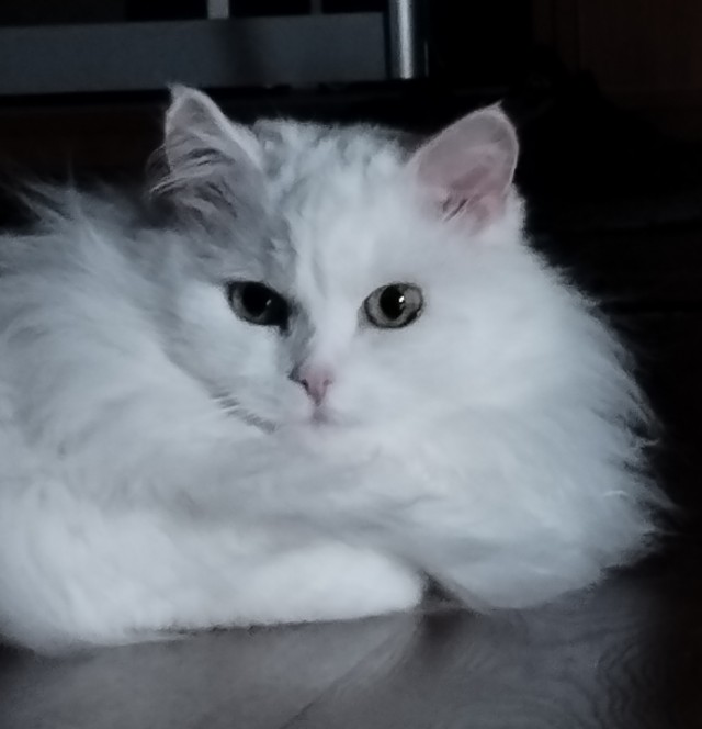 Нос