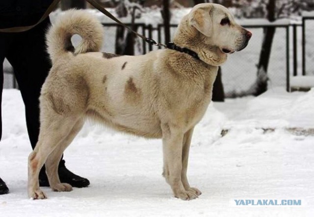 Посвящение в алабаи