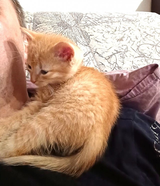 Котовторник