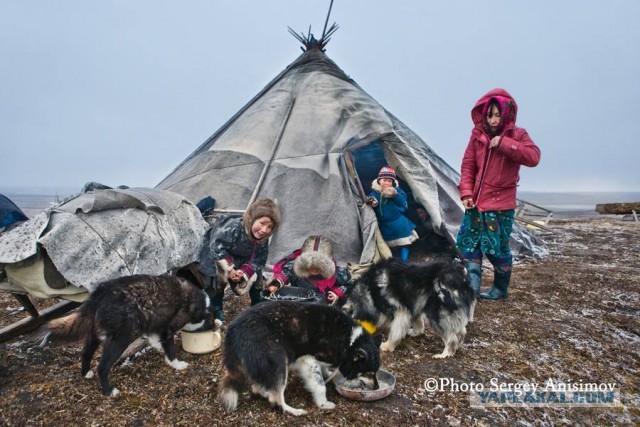 Красота! Лето на Ямале. Фото