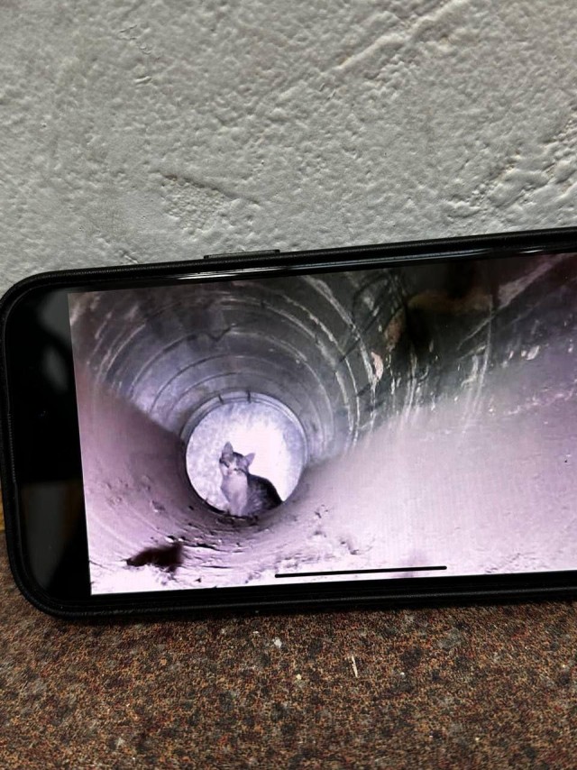 В Москве котёнок провалился в вентиляцию и оказался на потолке салона красоты