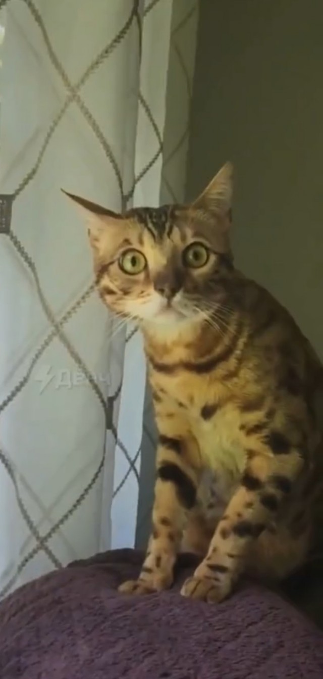 Человек, ты тоже ЭТО видишь?