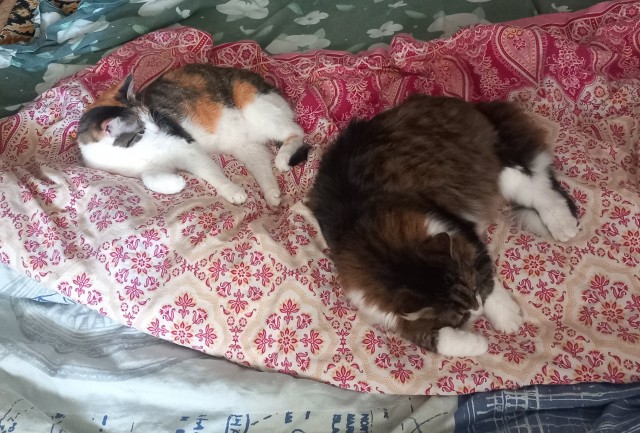 Добрый мужик приютил двух котят⁠. Ну как приютил, у него выбора не было просто