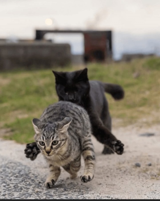 Котиков много не бывает))) отдохните от суетного мира