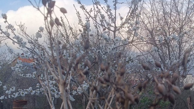 Роза-брюква