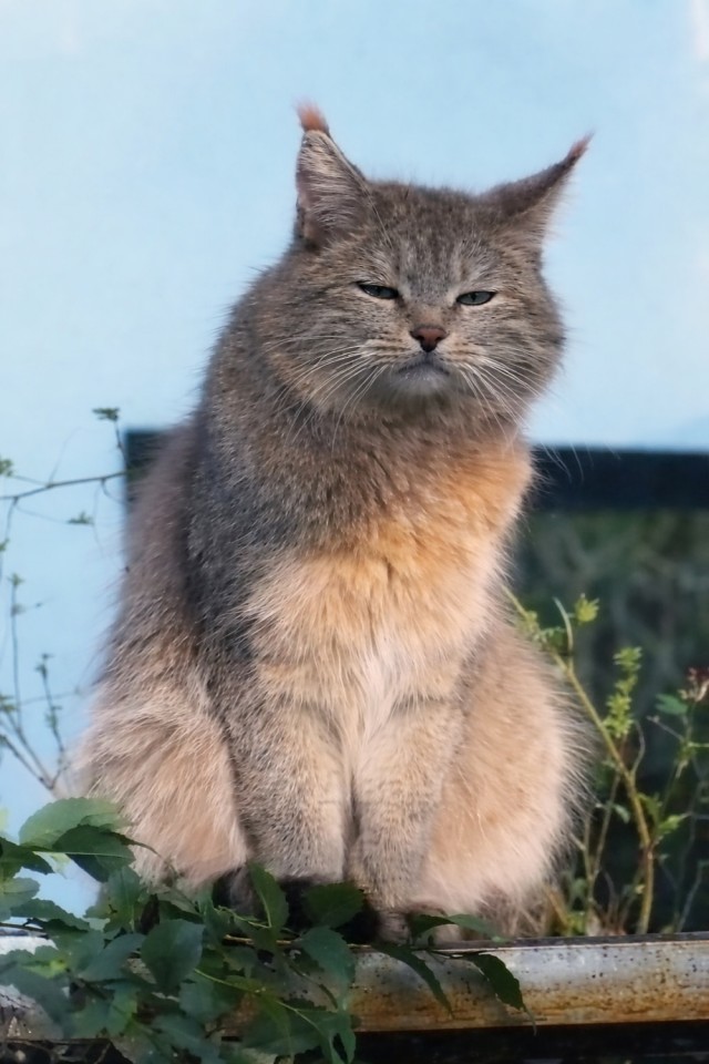 Китайская горная кошка