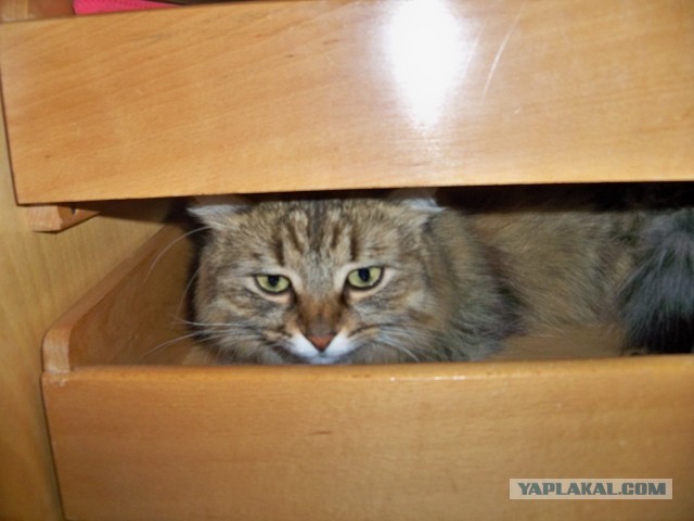 Котовторник 23.07.2013