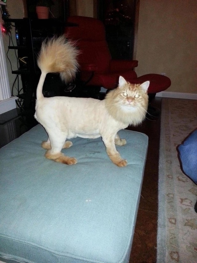 Котофторник жи