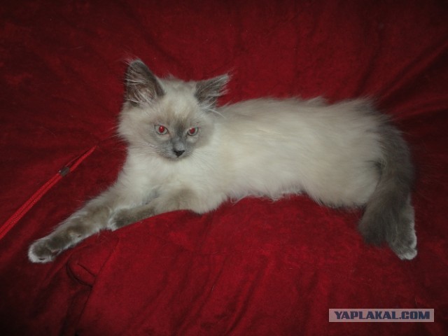 Котовторник  30.07.2013