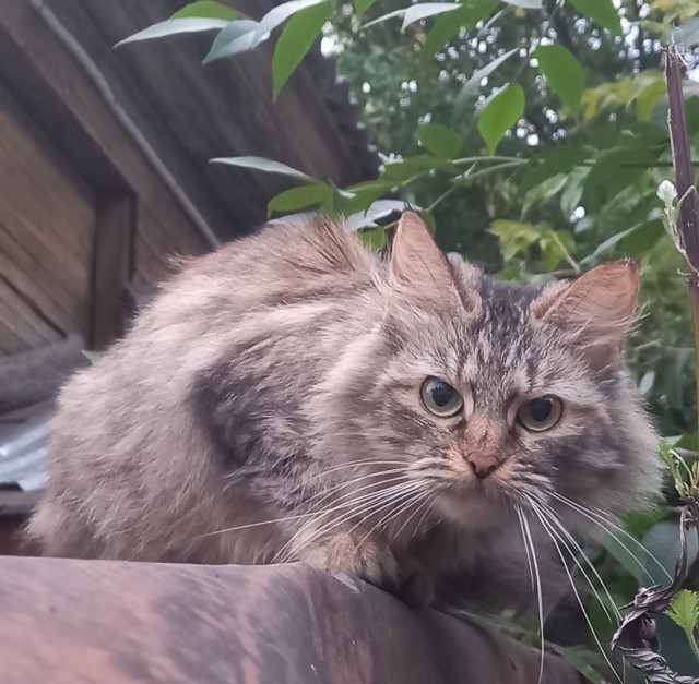 Котовторник