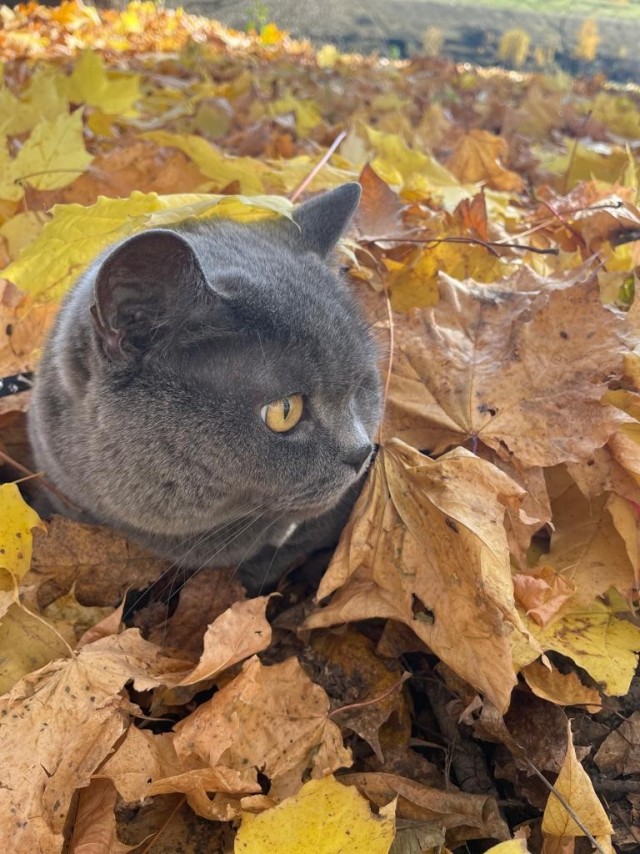Котовторник 29.09.2026