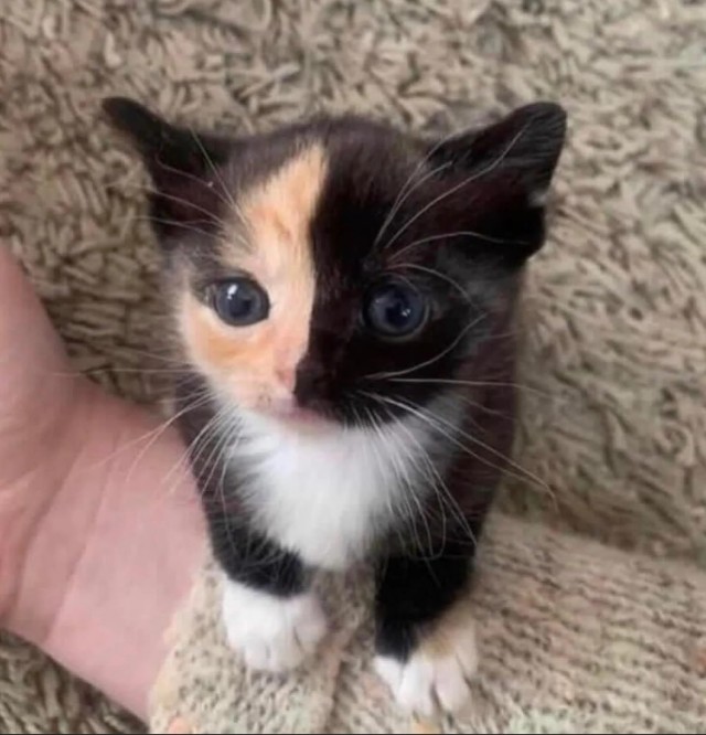Котеек необычных псто