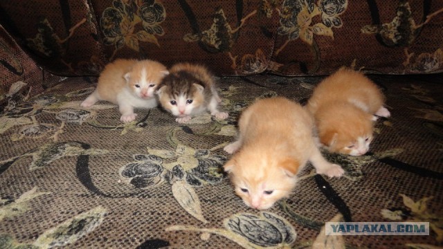 В ночь с 28 февраля на 1 марта. Без предупреждения