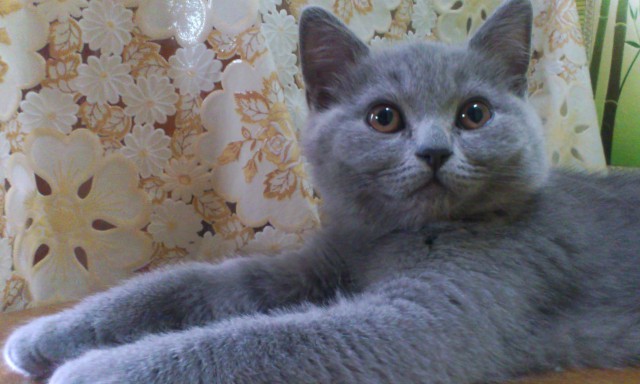 Котовторник 20.05.2014