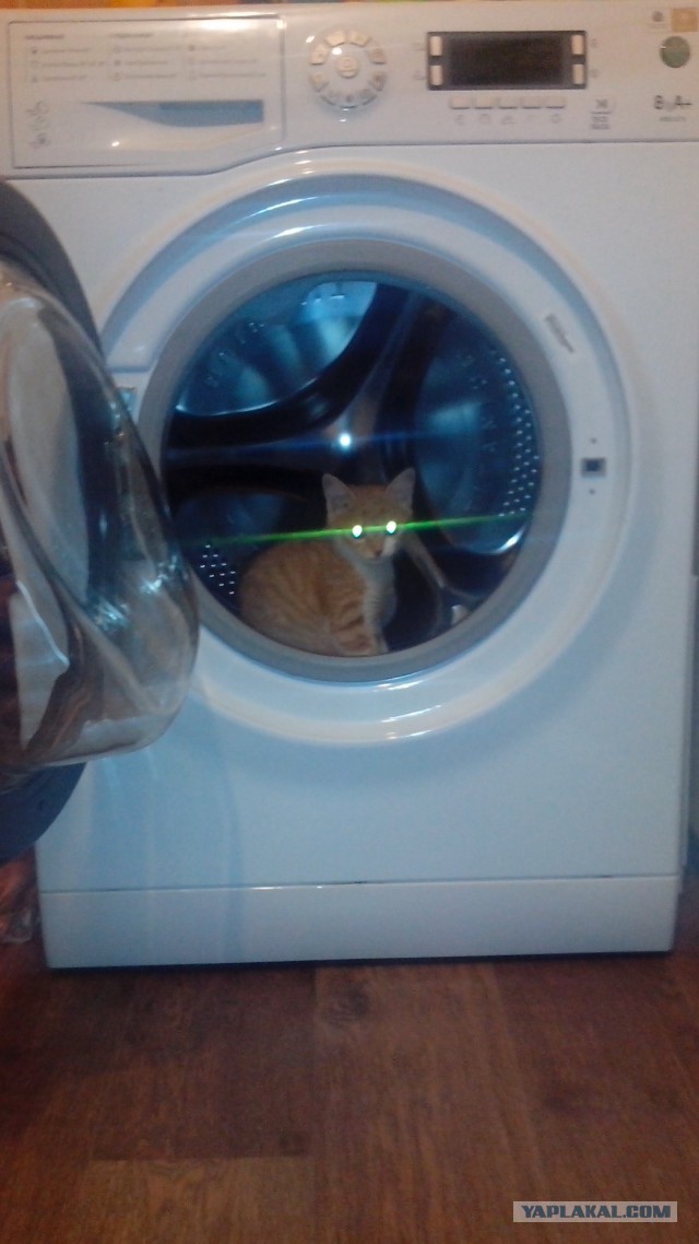 Котовторник 09.09.2014